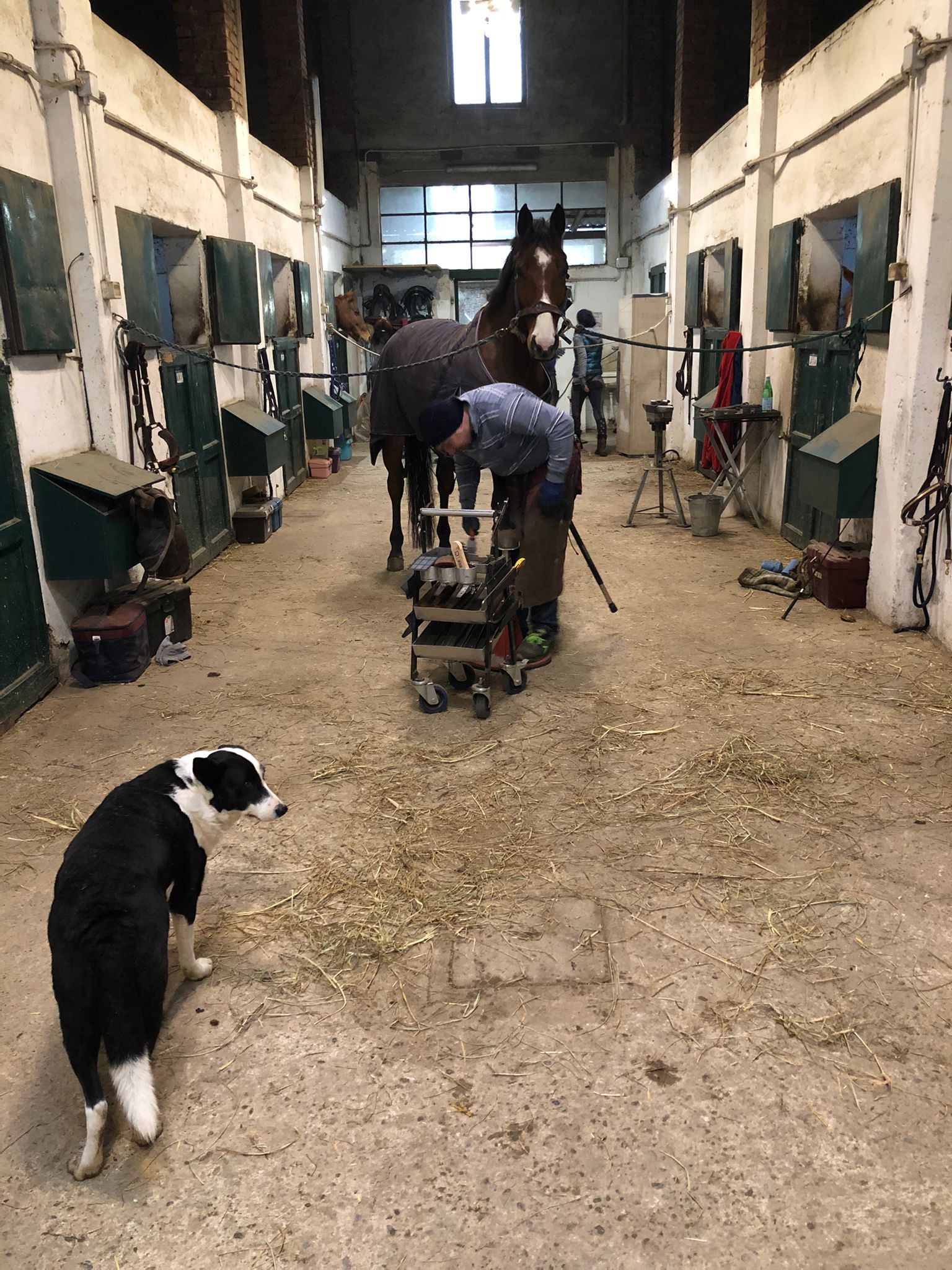 equitazione labor3
